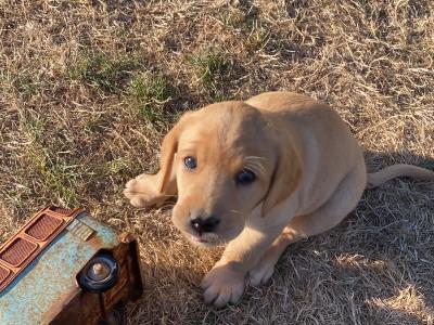 Labrador puppies for sale