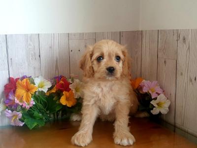 Vet checked, Child Friendly Cavachon puppies in Limerick