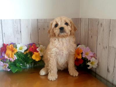 Vet checked, Child Friendly Cavachon puppies in Limerick