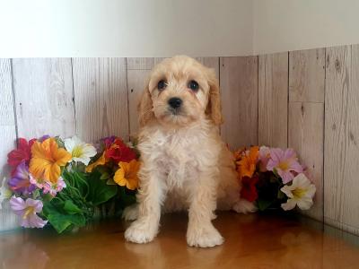 Vet checked, Child Friendly Cavachon puppies in Limerick