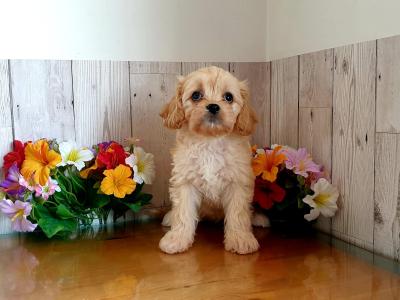 Vet checked, Child Friendly Cavachon puppies in Limerick