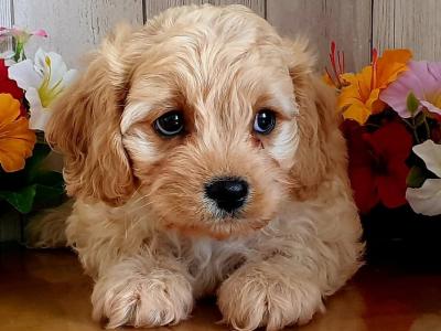 Vet checked, Child Friendly Cavachon puppies in Limerick