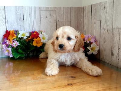 Vet checked, Child Friendly Cavachon puppies in Limerick