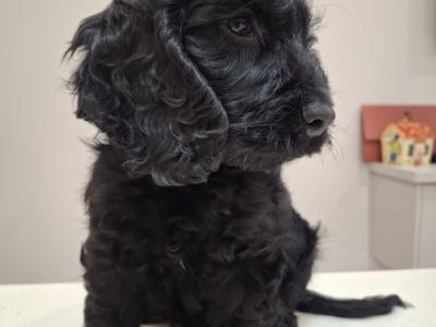 Mini Black Cockapoo puppies in Waterford