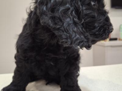 Mini Black Cockapoo puppies in Waterford