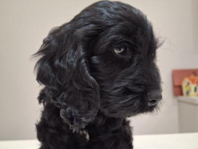 Mini Black Cockapoo puppies in Waterford