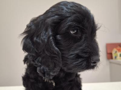 Miniature Black Cockapoo puppies in Waterford