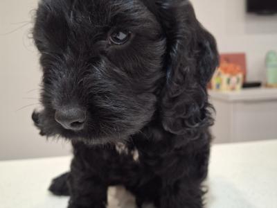 Mini Black Cockapoo puppies in Waterford