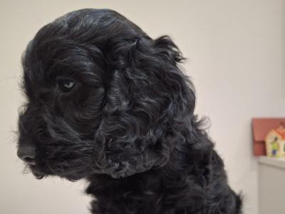 One beautifull boy available now, Miniature Black Cockapoo puppies in Waterford