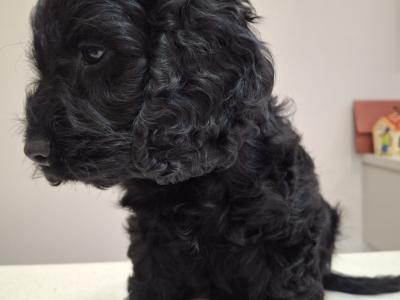 Mini Black Cockapoo puppies in Waterford