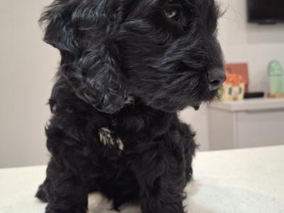 Mini Black Cockapoo puppies in Waterford