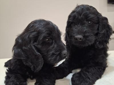 Mini Black Cockapoo puppies in Waterford