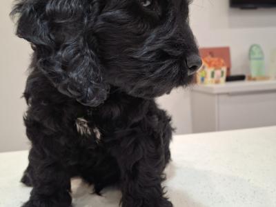 Mini Black Cockapoo puppies in Waterford
