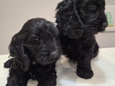Mini Black Cockapoo puppies in Waterford