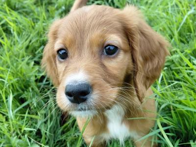 Irish Red Setter (IKC Reg Pending) puppies in Galway