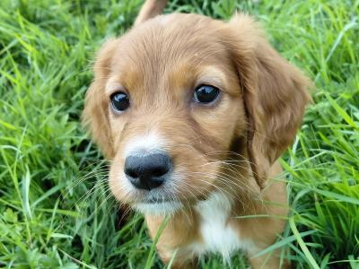 IKC Registered (pending) Red Setter puppies in Galway