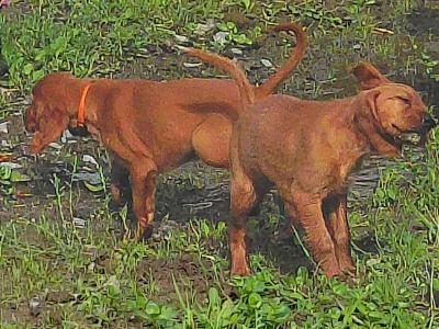 IKC Registered (pending) Red Setter puppies in Galway