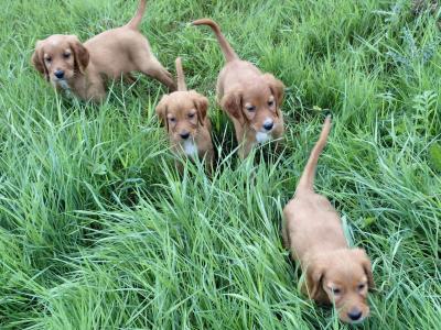 Irish Red Setter (IKC Reg Pending) puppies in Galway