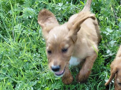 Irish Red Setter (IKC Reg Pending) puppies in Galway