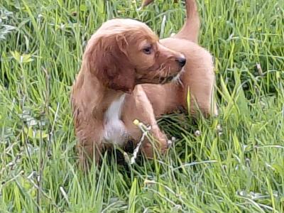 Irish Red Setter (IKC Reg Pending) puppies in Galway