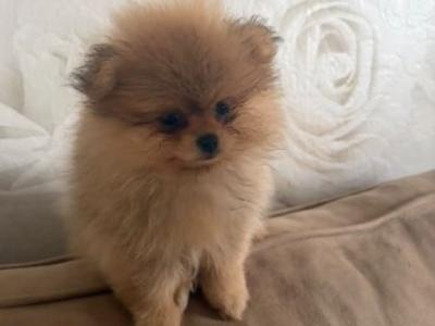Pomeranian puppies in Cork