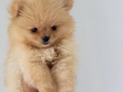 Pomeranian puppies in Cork
