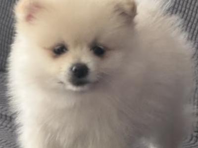 Pomeranian puppies in Cork