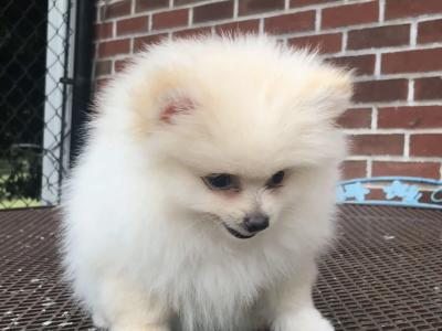 Pomeranian puppies in Cork