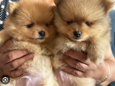 Pomeranian puppies in Cork