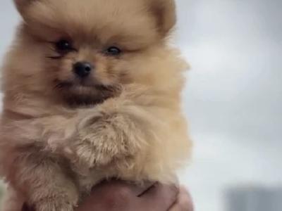 Pomeranian puppies in Cork