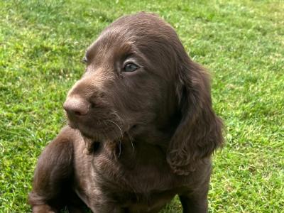 Fabulous Cocker Spaniel puppies in Offaly 🐶