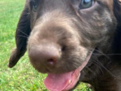 Fabulous Cocker Spaniel puppies in Offaly 🐶