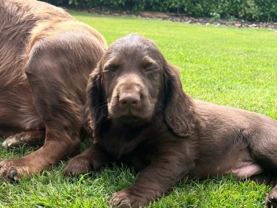 Fabulous Cocker Spaniel puppies in Offaly 🐶