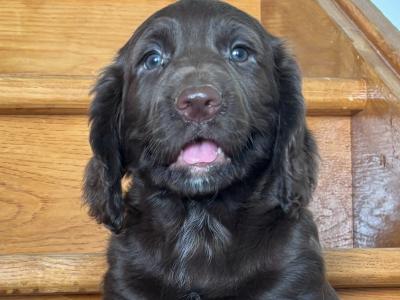 Fabulous Cocker Spaniel puppies in Offaly 🐶