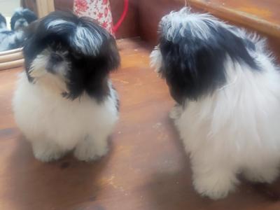 Maltese x Shih Tzu puppies (Malshi) in Cork