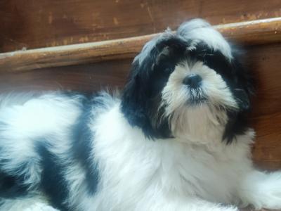 Maltese/Shih-Tzu
