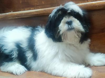 Maltese x Shih Tzu puppies (Malshi) in Cork