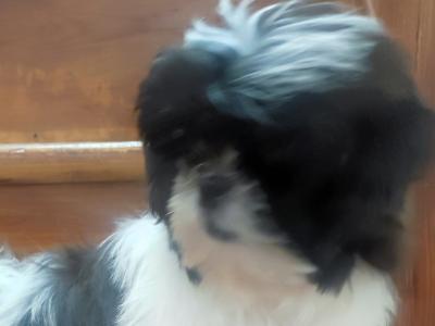 Maltese/Shih-Tzu