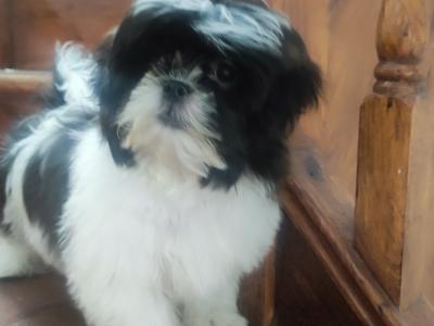 Maltese/Shih-Tzu