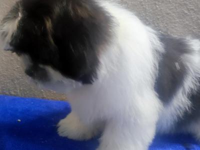 Maltese/Shih-Tzu