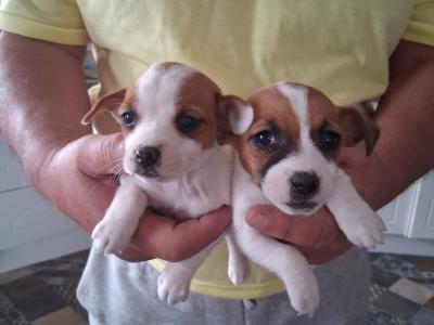 Miniature Jack Russell puppies in Laois
