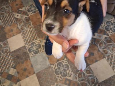Miniature Jack Russell puppies in Laois