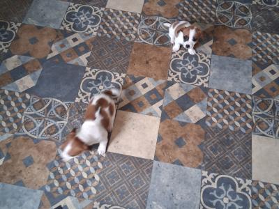 Miniature Jack Russell puppies in Laois