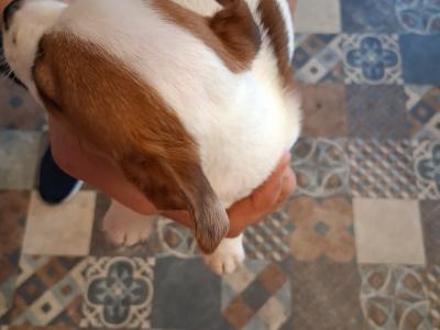 Miniature Jack Russell puppies in Laois
