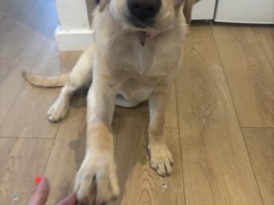 Beautiful 5 month old female Golden Retriever puppy in Cork – Loving Family Home