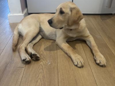 Beautiful 5 month old female Golden Retriever puppy in Cork – Loving Family Home
