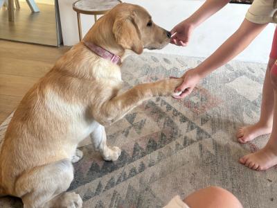 Beautiful 5 month old female Golden Retriever puppy in Cork – Loving Family Home