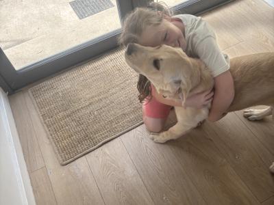 Beautiful 5 month old female Golden Retriever puppy in Cork – Loving Family Home