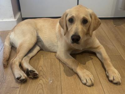 Beautiful 5 month old female Golden Retriever puppy in Cork – Loving Family Home