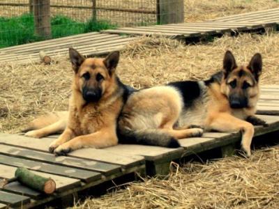 *** Traditional Straight Back German Shepherd puppies in Laois ***